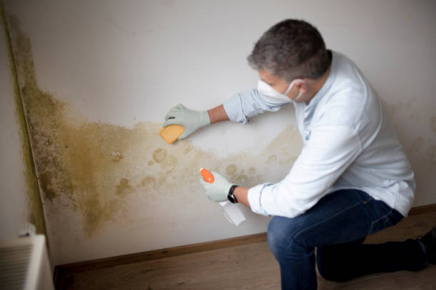 Best Mold-Related Health Consultation  in Bangor, WI