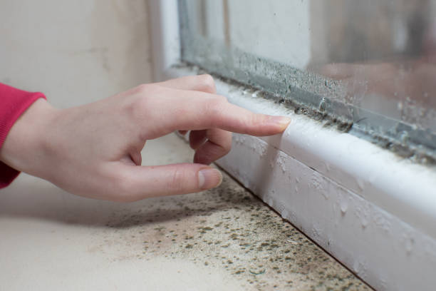 Best Environmental Consulting for Mold Prevention  in Bangor, WI