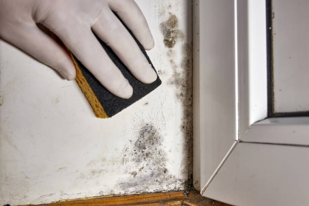 Best Biohazard Mold Removal  in Bangor, WI