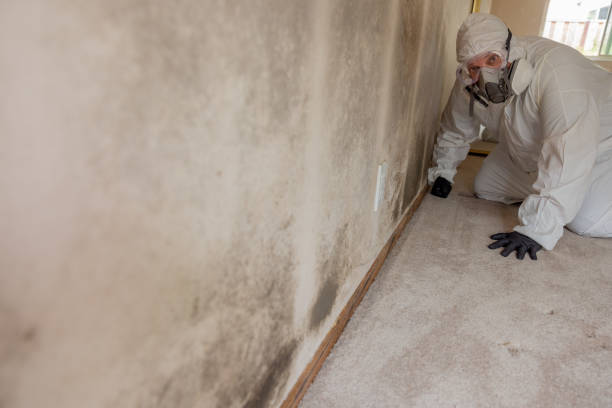 Best Basement Mold Removal  in Bangor, WI